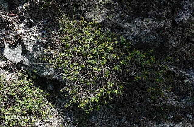 Euphorbia Glabriflora 11 5 20 6 639X420 1