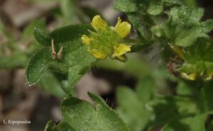 Ranunculus Muricatus 4