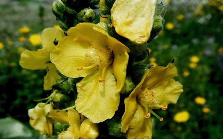 Verbascum