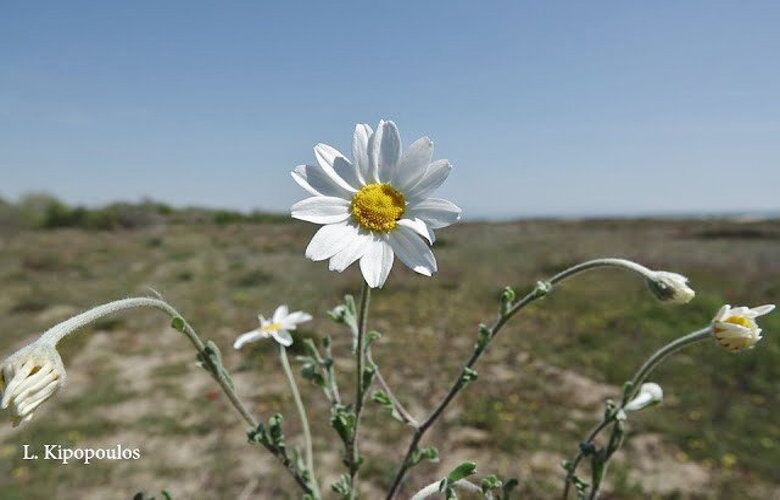 Anthemis Tomentosa 6 780X500 1