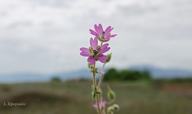 Geranium Molle 2 5 20 31 1 800X475 1