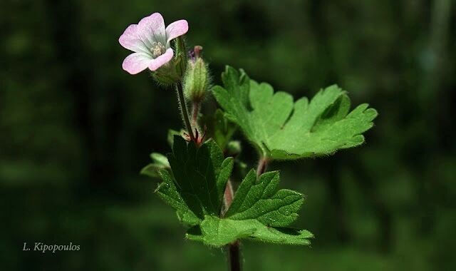 Geranium Rotundifolium 1 640X380 1