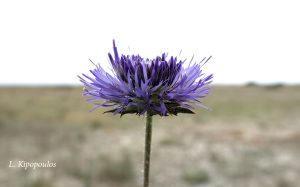 Jasione Heldreichii 19 5 20 2