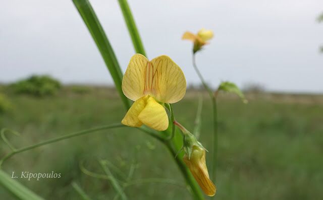 Lathyrus Annuus 5 640X397 1