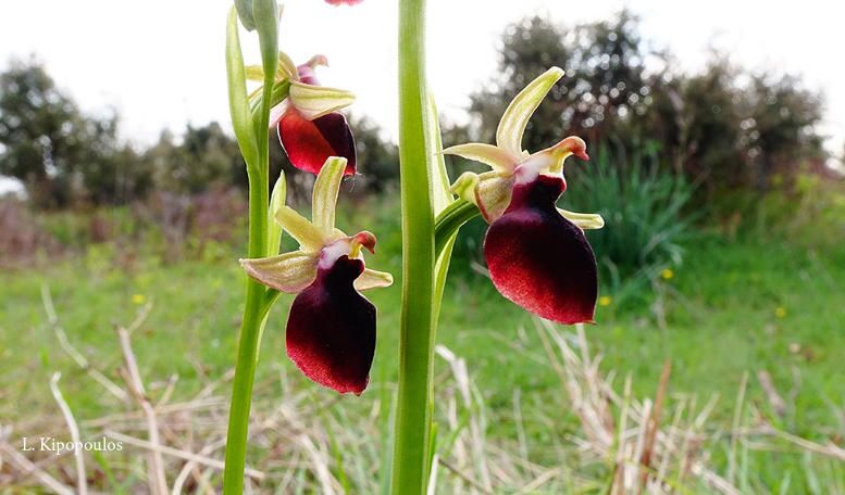 Ophrys Helenae Οφρύς Της Ελένης 8 4 777X456 1