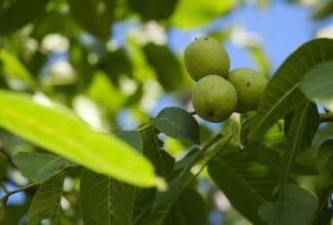 Φλοιός Καρυδιών Και Φύλλα Καρυδιάς