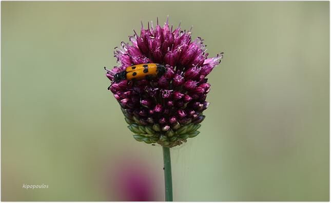 Allium Sphaerocephalon 12 6 21 9 1 645X397 1