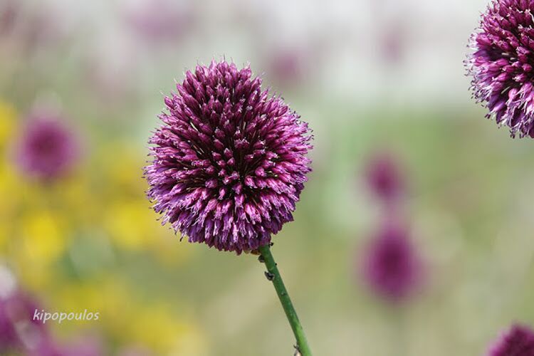 Allium Sphaerocephalon 20 6 21 11 750X500 1