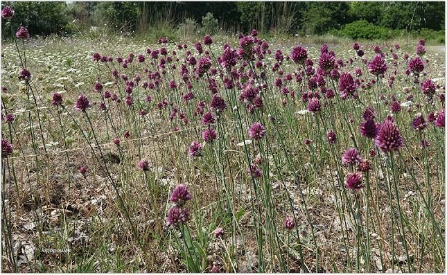 Allium Sphaerocephalon 20 6 21 16 1 645X397 1