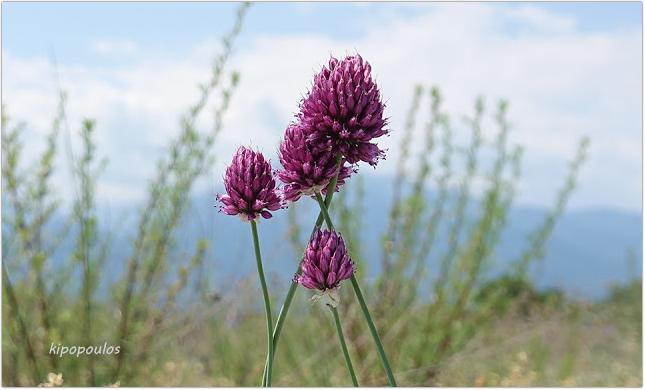 Allium Sphaerocephalon 20 6 21 31 1 645X390 1