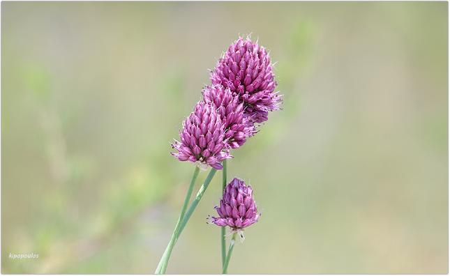 Allium Sphaerocephalon 20 6 21 36 1 645X396 1