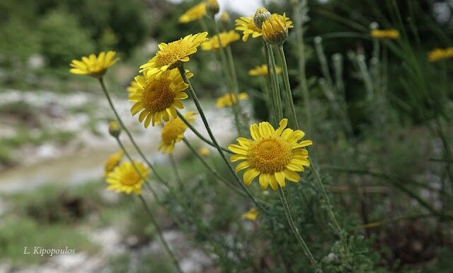 Anthemis Tinctoria 26 5 20 Olympos Vrondous 300 M. 5 640X385 1