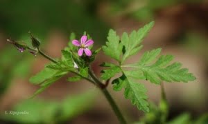 Geranium Robertia Dsc02681 640X385 1