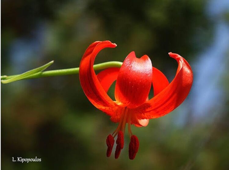 Lilium Chalcedonicum Κόκκινος Κρίνος 750X557 1