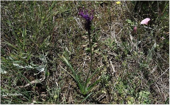 Muscari Comosum 4 5 203 645X398 1