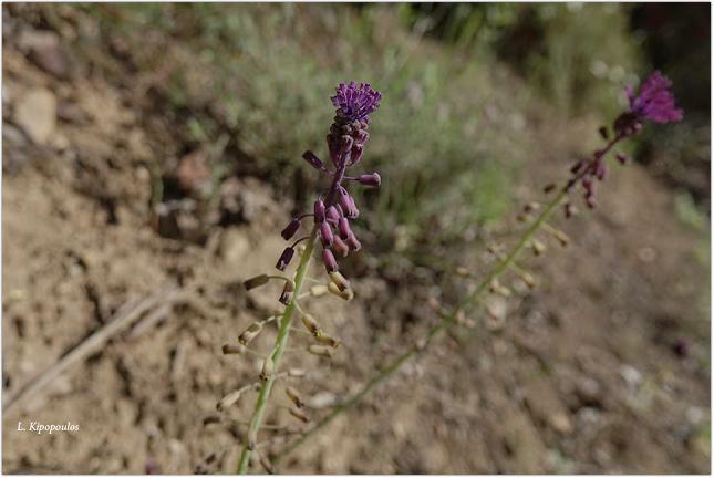 Muscari Comosum 9 5 20 3 645X432 1