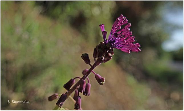 Muscari Comosum 9 5 20 4 645X390 1