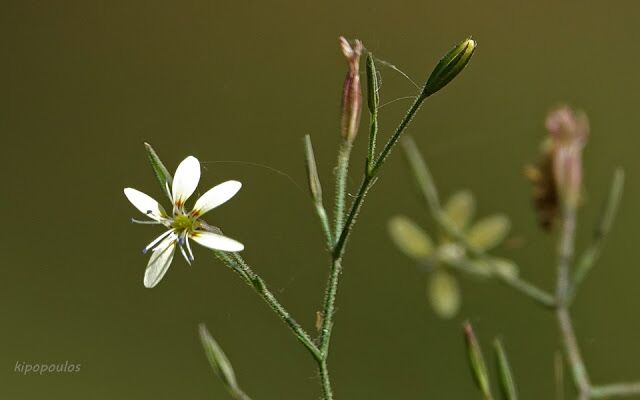 Petrorhagia Illyrica 25 6 21 10 640X400 1