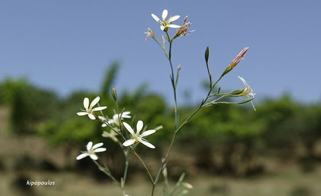 Petrorhagia Illyrica 25 6 21 13 640X390 1