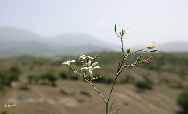 Petrorhagia Illyrica 25 6 21 17 640X388 1