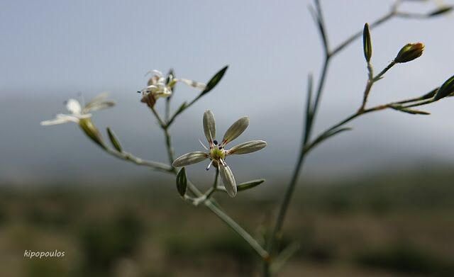 Petrorhagia Illyrica 25 6 21 19 640X391 1