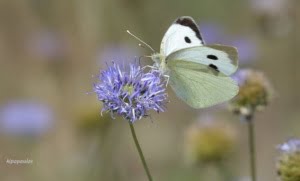 Pieris Brassicae 750X453 1