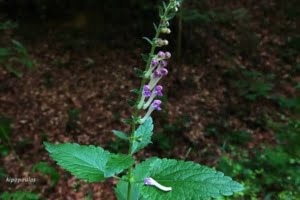 Scutellaria Columnae 16 6 21 1 750X500 1