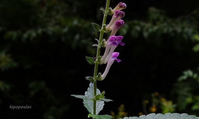 Scutellaria Columnae 16 6 21 4 1 639X384 1