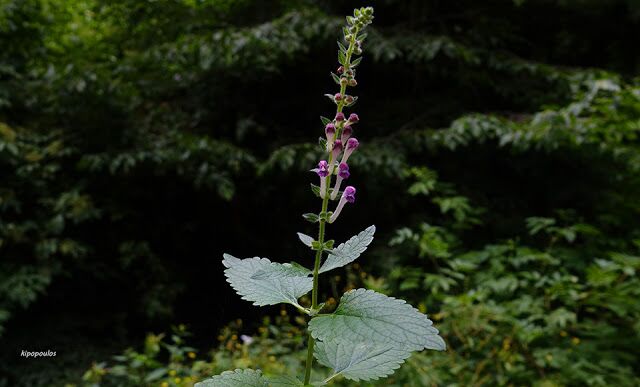 Scutellaria Columnae 16 6 21 5 1 640X387 1