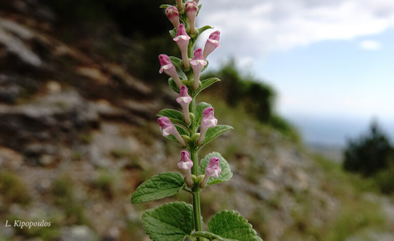 Scutellaria Rupestris Subsp. Olympica 29 5 20 10