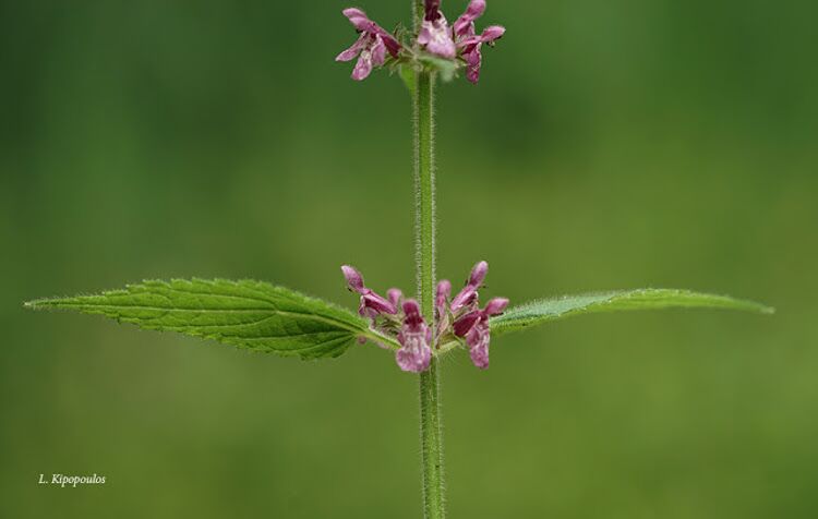 Stachys Sylvatica 17 6 20 4 750X476 1