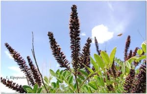 Amorpha Fruticosa 750X480 1