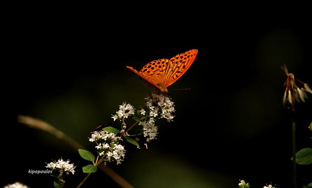 Argyn Paphia 1 639X384 1