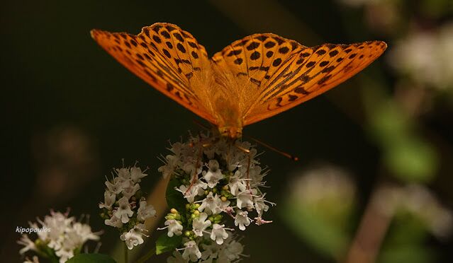 Argyn Paphia 22 639X372 1