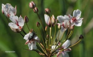 Butomus Umbellatum 750X459 1