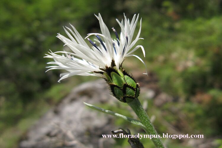 Centaurea Pindicola 750X500 1