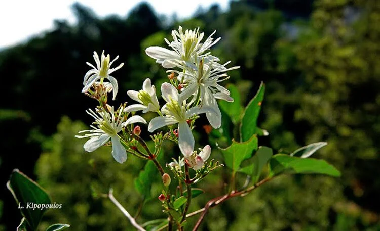 Clematis Flammula 750X457 1