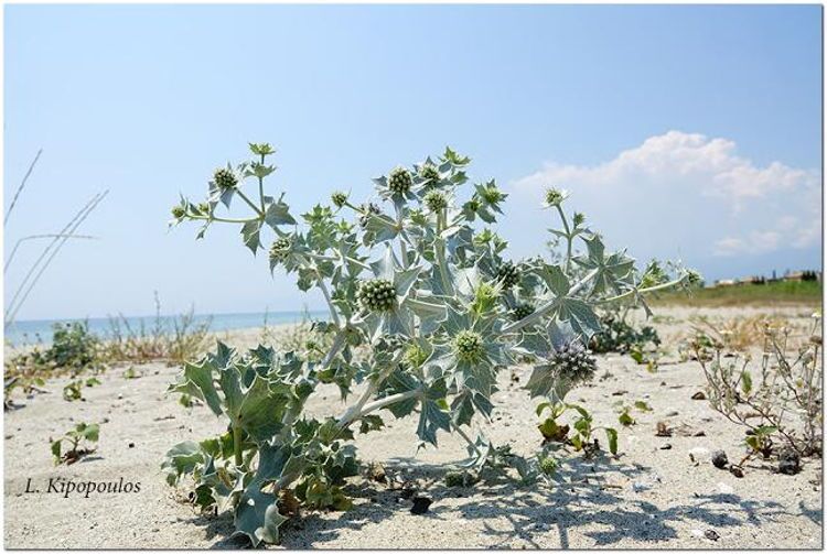 Eryngium Maritimum 750X503 1