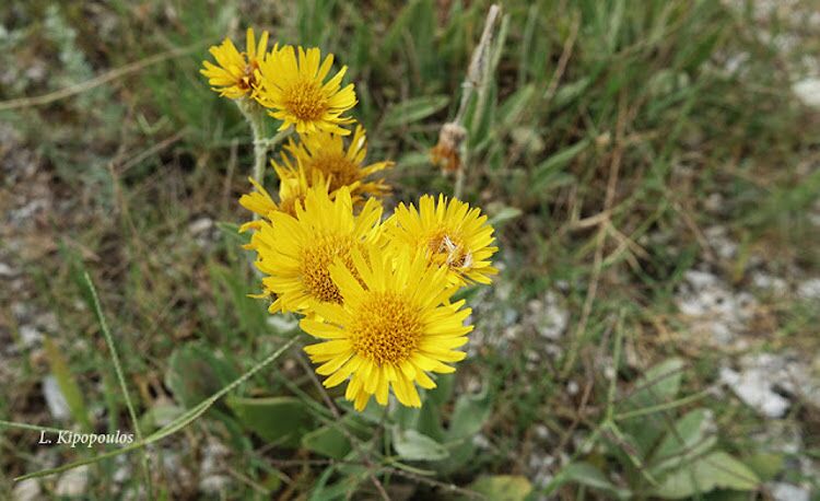 Inula Oculus 750X458 1