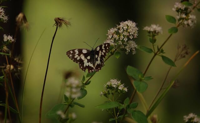 Melanagria Galathea Origanum 1 640X393 1