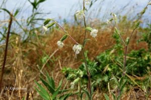 Silene Dichotoma 8 7 20 5 640X427 1