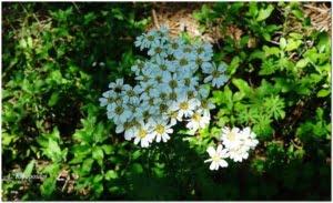 Tanacetum Corymbosum 647X394 1