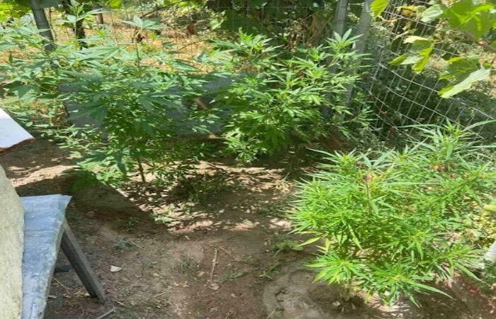 Κατερίνη Σύλληψη για καλλιέργεια κάνναβης