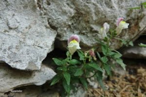 Antirrhinum Siculum 10 8 21 1 750X499 1