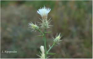 Centaurea Diffusa 7 9 19 11 1 750X477 1