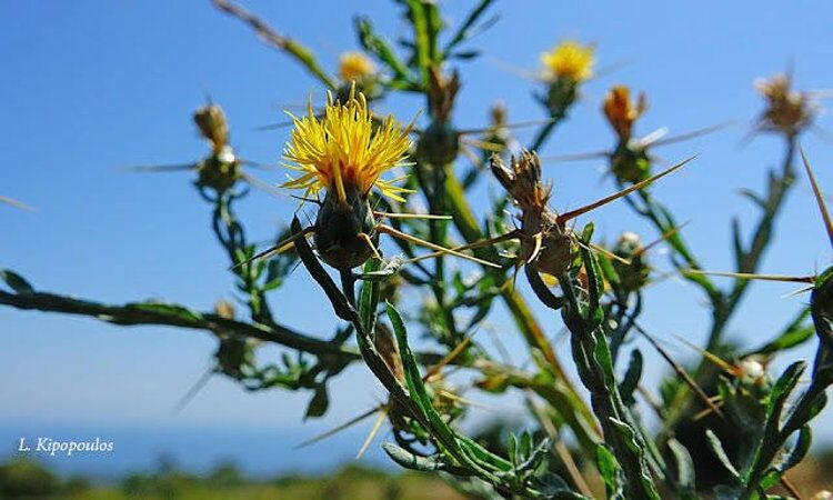 Centaurea Sostitialis 750X450 1