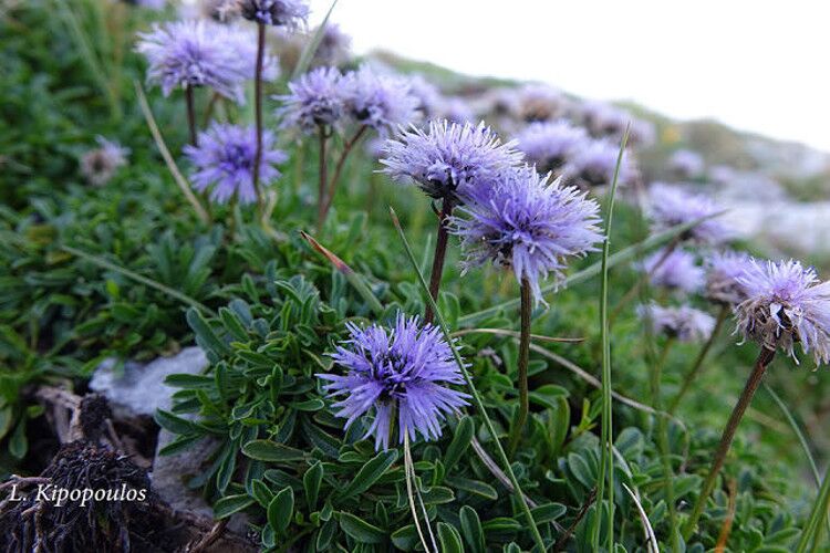 Globularia Cordifolia 750X500 1