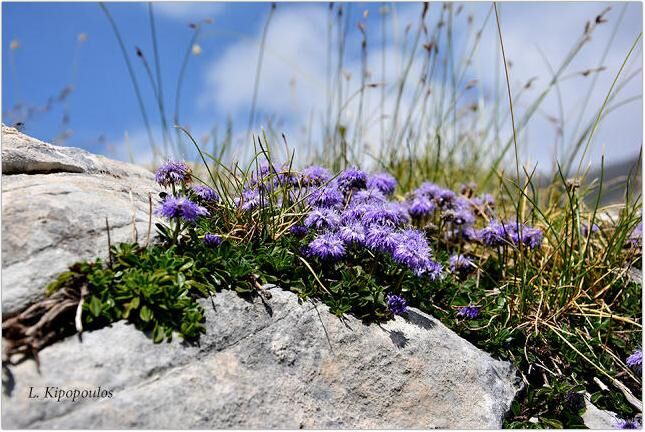 Globularia Cordifolia L 27 7 147 1 645X432 1