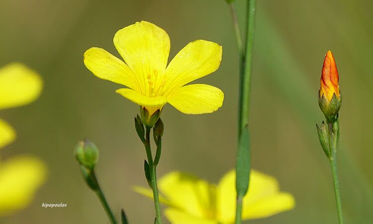 Linum Maritimum 27 8 21 27 1 750X451 1