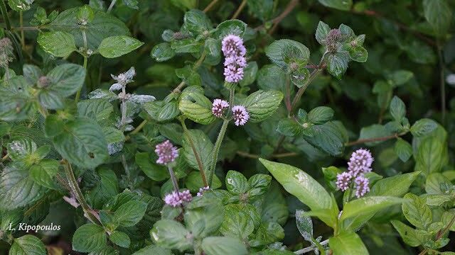 Mentha Aquatica 22 8 17 5 1 640X360 1